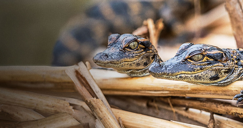 Human Guidance Systems Engineered - in the Age of Reptiles