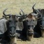 How Many Wildebeest do You Need?