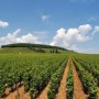 Can Agriculture Become an Environmental Asset?