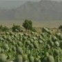 The Opium Economy: A Possible Approach to Reform