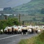 Sending the Herd off the Cliff Edge