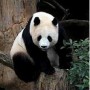 Why Did the Protected Areas Fail the Giant Panda?