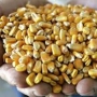 Averting a Global Food Crisis