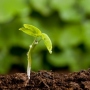 Are There Limits to Green Growth?